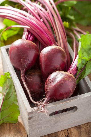 Barbabietola - Detroit 2-  BIO - 500 semi - Beta vulgaris