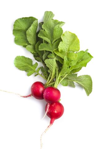 BIO - Radish "Saxa 2" - certified organic seeds - 425 seeds