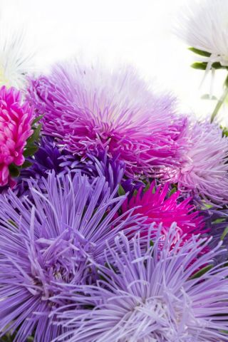 Aster de anão chinês "Teisa Stars" - 150 sementes - Callistephus chinsensis Teisa Stars