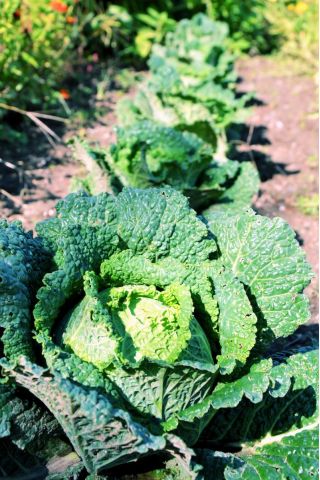 Kubis Savoy "Vertus 2" - 640 biji - Brassica oleracea var. sabauda 
