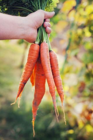 Gulrot - Berlikumer 2 - Perfection - Daucus carota