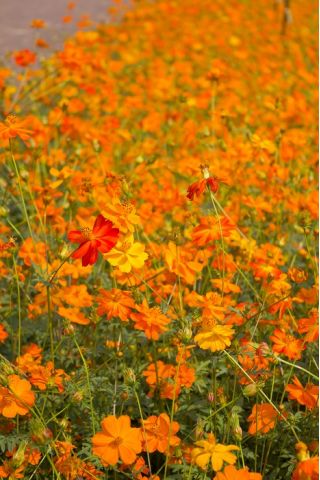 Alacsony sárga pillangóvirág - Cosmos sulphureus - Alacsonyan növő virágok, elragadó szegélyekhez - Friss vetőmagok