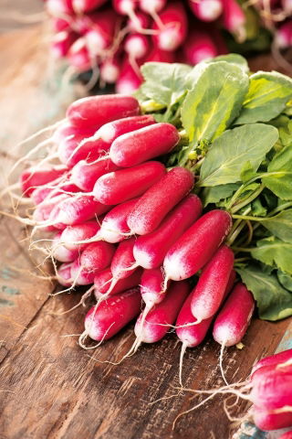 Ravanello - Polanka - Resistente al freddo per insalate fresche e croccanti - Semi Freschi