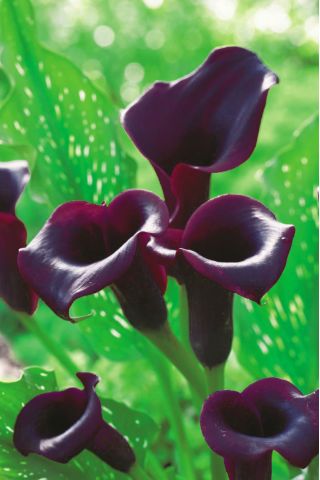Zantedeschia, Calla Lily Schwarzwalder - cibule / hlíza / kořen