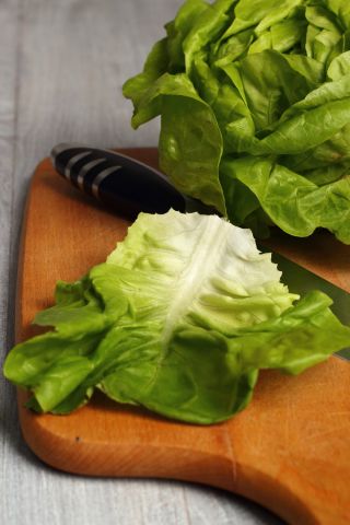Rastlinjaka "Safir" - zimski pridelek - 450 semen - Lactuca sativa L. var. Capitata - semena