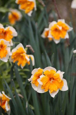 Narcises - Orangery - 5 gab. Iepakojums - Narcissus