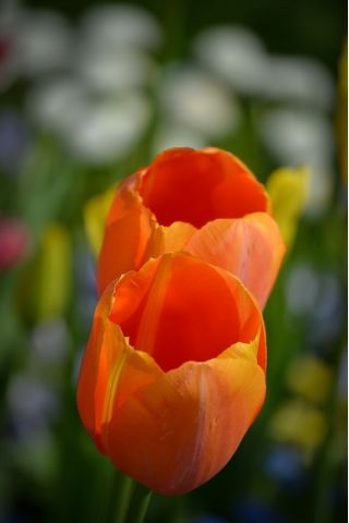 郁金香橙 - 郁金香橙 -  5个洋葱 - Tulipa Orange