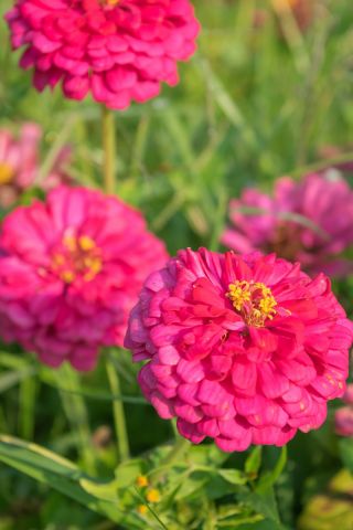 Цинния цветущая георгина "Иллюминация" - 120 семян - Zinnia elegans dahliaeflora - семена