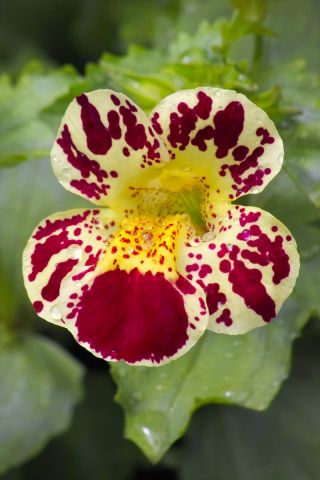 Monkeyflower - 2500 semi - Mimulus hybridus