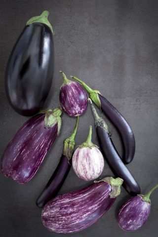 Aubergine - Mélange - Riche en saveur, légume polyvalent en cuisine - Graines fraîches