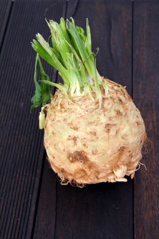 Celer, korijen celera "Makar" - 2600 sjemenki - Apium graveolens - sjemenke
