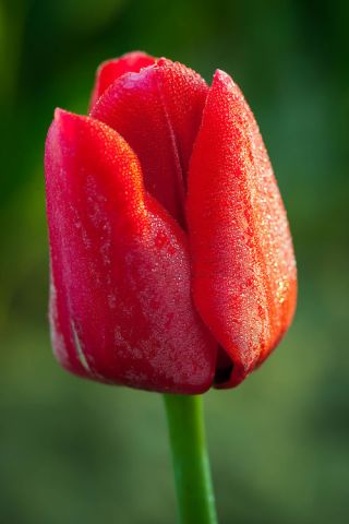 Tulipa Red - Tulip Red - 5 bulbs
