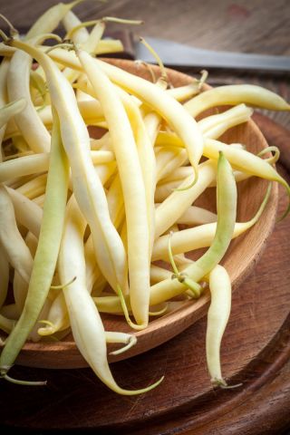 Dwarf French yellow bean "Gold Pantera"