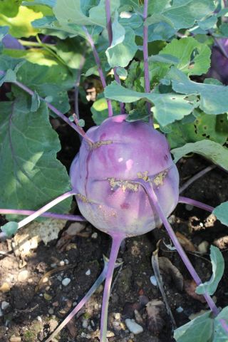 Kålrabbi - Delikates Blauer - 520 frön - Brassica oleracea var. Gongylodes L.