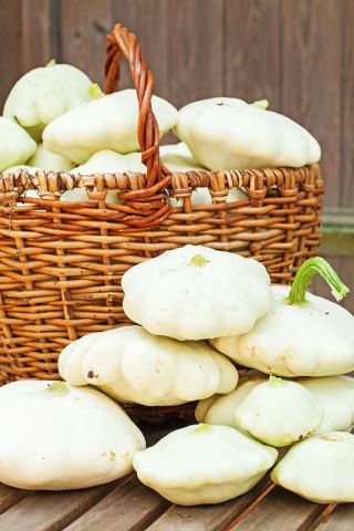 Pattypan kabağı "Orfeus" - 36 tohum - Cucurbita pepo var. Patisoniana - tohumlar