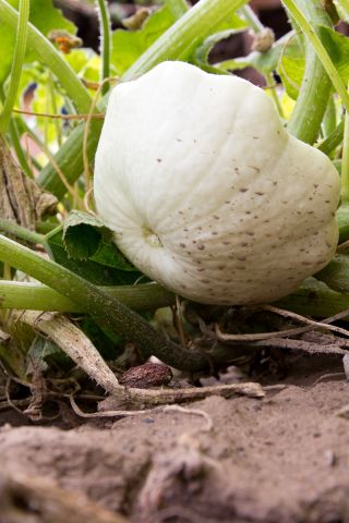 Pattypan kabağı "Orfeus" - 36 tohum - Cucurbita pepo var. Patisoniana - tohumlar