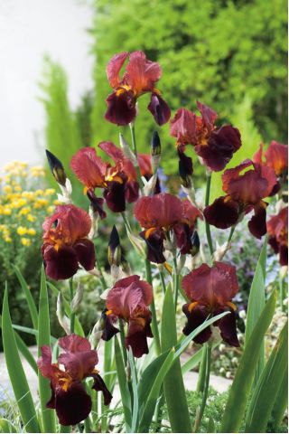 Iris germanica, Deutsche Schwertlilie, Ritter-Schwertlilie, Blaue Schwertlilie, Echte Schwertlilie Queeche