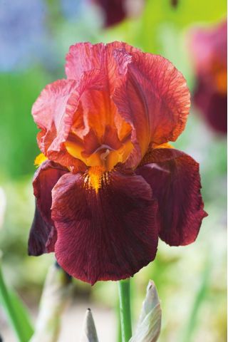 Iris germanica, Deutsche Schwertlilie, Ritter-Schwertlilie, Blaue Schwertlilie, Echte Schwertlilie Queeche