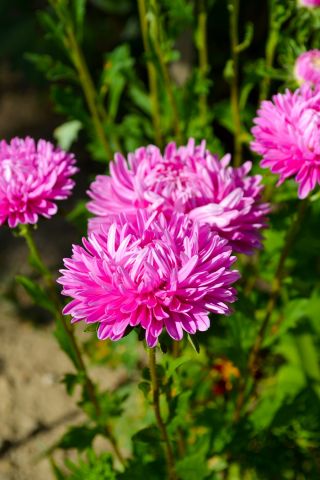 Aster chino rosado-blanco "Contraster" - 250 semillas - Callistephus chinensis
