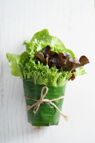 Hjem hage - Salat - bland - 900 frø - Lectuca sativa