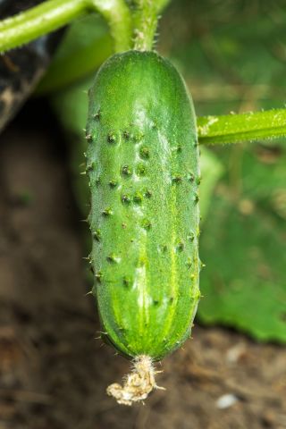 Polia, morenie uhorky "Rodos" - 225 semien - Cucumis sativus - semená