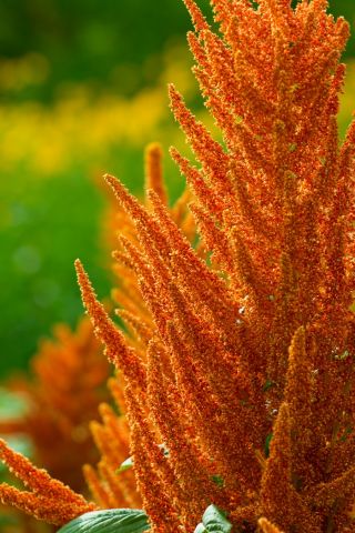 Blood amaranth "Bronze"; Purple amaranth, Red amaranth, prince's feather, Mexican amaranth - 700 seeds