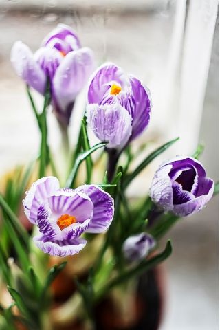 Crocus King of the Striped - paquete de 10 piezas