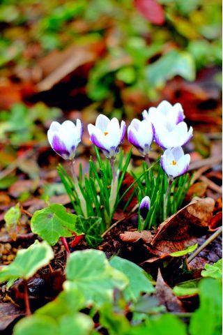 Crocus Prins Claus - 10 bulbs
