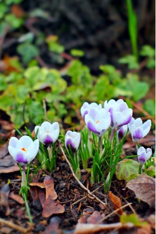 Crocus Prins Claus - 10 bulbs