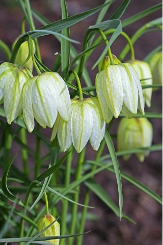Almindelig vibeæg - Alba - pakke med 5 stk - Fritillaria Meleargis Alba