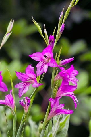 Gladiolus Byzantinus - 10 květinové cibule