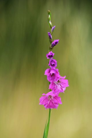 Gladiolus Byzantinus - 10 květinové cibule