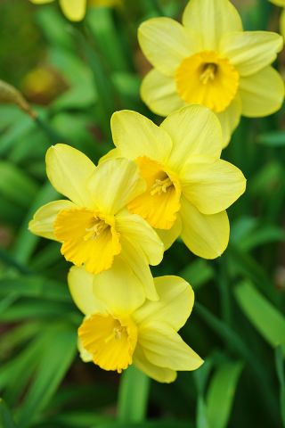 Narcissus Baby Moon - Daffodil Baby Moon - 5 ดวง