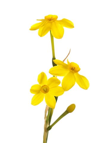 Narcissus Baby Moon - Daffodil Baby Moon - 5 ดวง