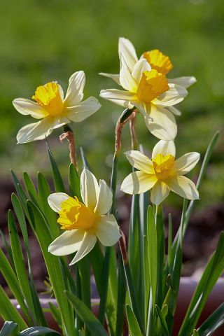 Narcissus Golden Echo - Daffodil Golden Echo - 5 lampu