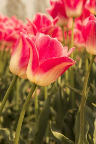 Tulipa Candy Corner - Tulip Candy Corner - 5 bulbs