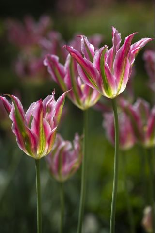 Floros Tulipa - Lale Floros - 5 soğan - Tulipa Florosa
