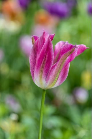 Floros Tulipa - Lale Floros - 5 soğan - Tulipa Florosa
