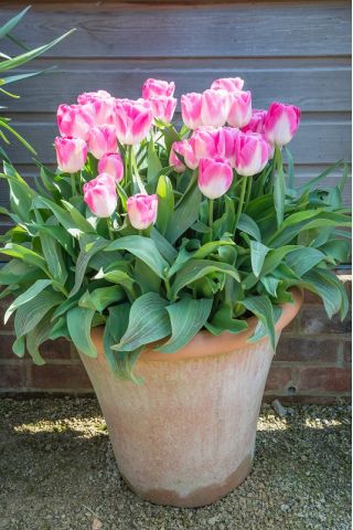 Tulipan Innuendo - pakke med 5 stk - Tulipa Innuendo
