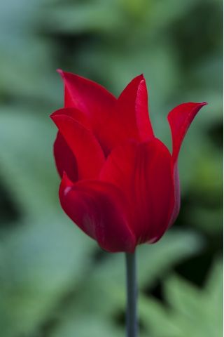 Tulipan Lasting Love - pakke med 5 stk - Tulipa Lasting Love