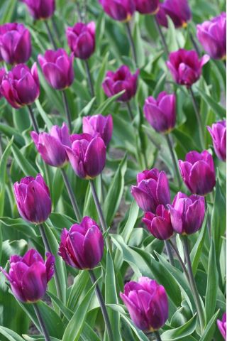Tulipa Bold  - 郁金香大胆 -  5个洋葱 - Tulipa Negrita
