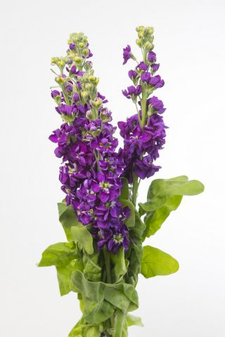 Garten-Levkoje 'Excelsior' - violett-blau