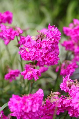 Klibbig fågelfluga - sortblandning - 5100 frön - Lychnis viscaria