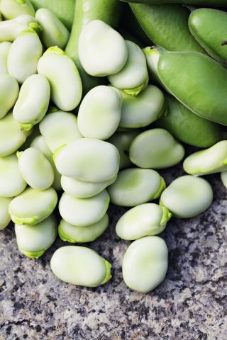 Puffbohne 'Yankel White' - 500 g; Dicke Bohne, Ackerbohne, Saubohne, Schweinsbohne, Favabohne, Pferdebohne