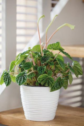 "Sahara petit" yuvarlak tabak - 13 cm - beyaz - 