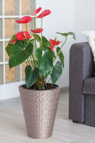 Runder Blumentopf "Diament" mit Einsatz - 40 cm - hellgrau - 