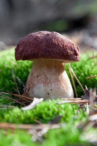 針葉樹キノコセット+カラカサタケ-7種-菌糸体、産卵 - – Garden