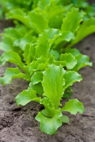 Baby Leaf - Selada "Lollo" - Lactuca sativa var. Foliosa - biji