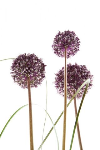 Ornamental garlic Summer Drummer – large pack! – 20 pcs