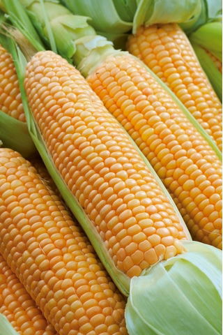 Sugar corn "Rustler F1"